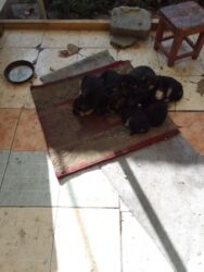 купить тибетский мастиф: Щенки смешанных пород - Возраст: примерно 1–2 месяца (на фото помет