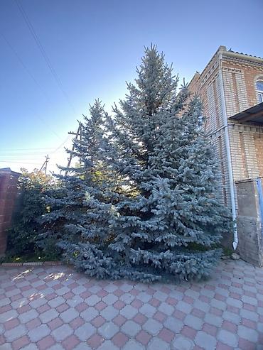 школьники слив: Ель голубая (Picea pungens, Blue Spruce) для ландшафтного озеленения — 1