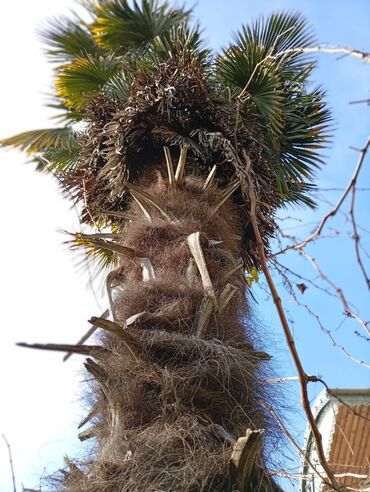 Ağaclar: Məhsul: Xurma/palma ağacı (Trachycarpus fortunei – küləyə və soyuğa — 1