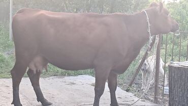 Inəklər, öküzlər: Dişi, Simental, il: 3, 600 kq, Damazlıq, Südlük