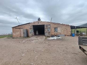 Товары и оборудование для с/х животных: Нужен скотник и доярка — 6