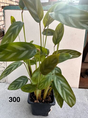 Другие комнатные растения: Комнатные растения. Домашние — 3