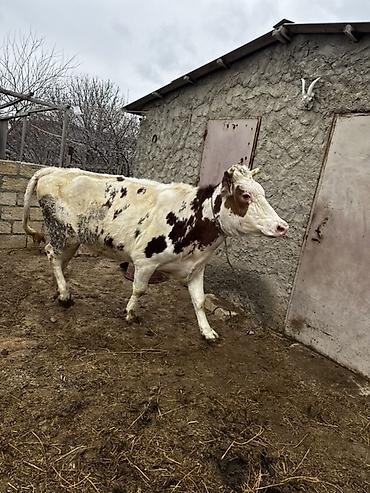 Inəklər, öküzlər: Simmenatlla ivanofka mələzi düyə satılır. Buzovluğundan məndədir.Öz — 10