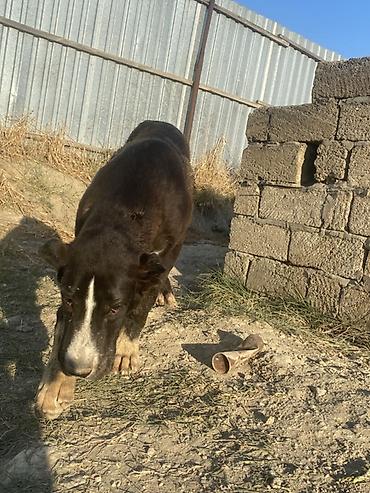 it elanlari: Alabay, 6 ay, Erkək, Peyvəndli — 4