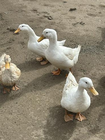 K/t heyvanları və malları: Ağ Pekin ördəkləri – təsərrüfat üçün çox məhsuldar ət və yumurta — 1