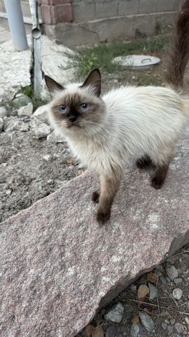 сколько стоят вислоухие кошки: СРОЧНО В ДОБРЫЕ РУКИ кошка и два котенка Подкинули Очень ласковые