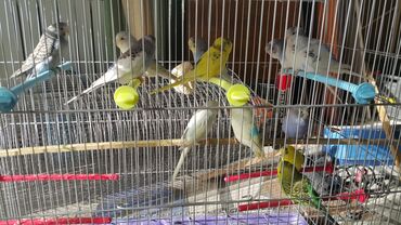 Птицы: Попугаи волнистые at lalafo.kg — 10 Птицы: Попугаи волнистые — 10