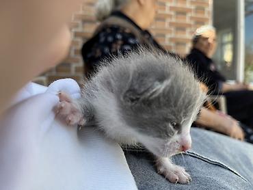 Pişiklər: Şotland, Erkək, Dişi, Yaxşı əllərə, Ünvandan götürmə — 8