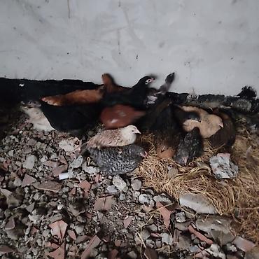 qara toyuq quşu: 🐔 Satılır – Yumurtayan Sağlam Kənd Toyuqları 🥚 Tam sağlam, aktiv və — 2