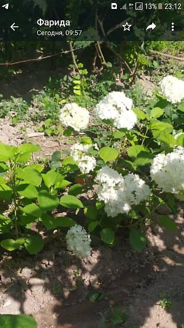 Гортензия: Гортензия БЕЛАЯ садовая. Крупные БЕЛЫЕ шары с футбольный мяч — 6