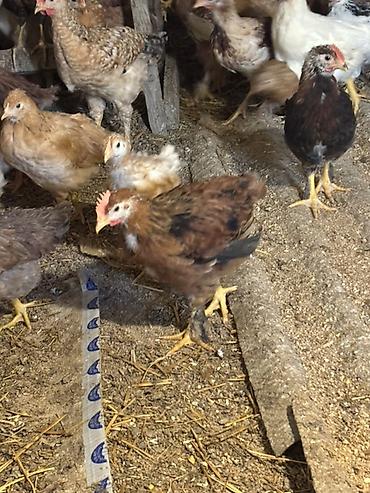 Cücələr: Toyuq cücələri, Ətlik — 5