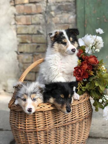 Собаки: Продаются милые щенки КОЛЛИ \шотландская овчарка\. Имеются