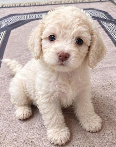mini maltese: Ünvandan götürmə, Pulsuz çatdırılma, Ödənişli çatdırılma — 3
