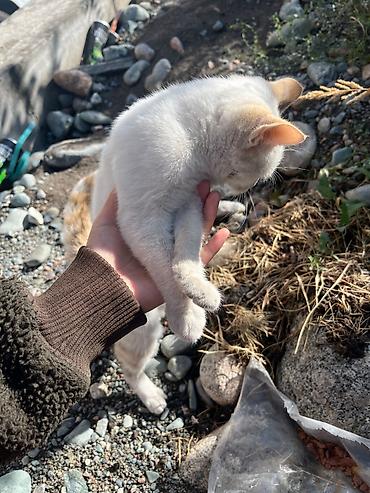 Находка и пропажа кошек: Котенок ищет дом — 4