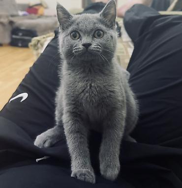 Кошки: Шотландская, Самка, В добрые руки, Самовывоз — 2