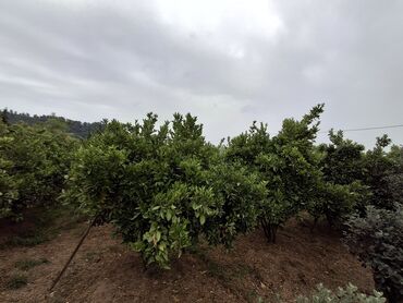 cicek qesebesinde torpaq: 17 sot, Mülkiyyətçi, Kupça (Çıxarış)