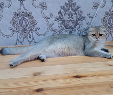 Winsilla diwidir 1 yawi var. Cute tam hazirdir saglam piwikdir . Qum