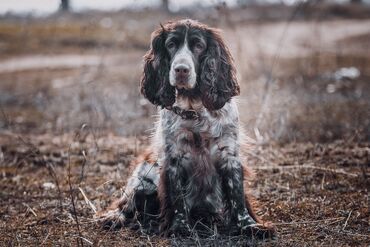 цеп для сабак: Требуется спаниель кабель, сабака спаниель, спаниель. 🐕 🐶 🦮 🐩 🐕‍🦺 🐕 🐶