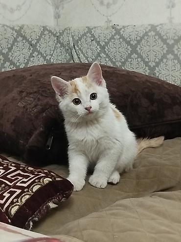 г ош кошка: Отдам котенка в добрые руки — 1