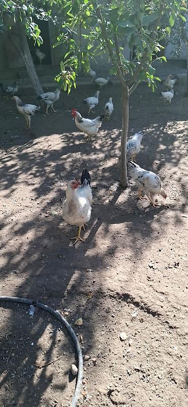 Продаю | Куры | Для разведения at lalafo.kg Продаю | Куры | Для разведения