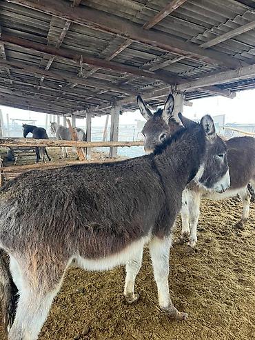 турецкий доильный аппарат купить цена в кыргызстане: Домашние ослы, рабочие и хозяйственные - Порода: домашний осёл — 5