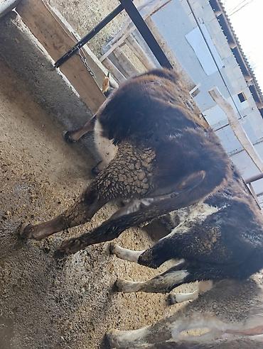 Коровы, быки: Продаю | Бык (самец) | Герефорд | На откорм | Привязанные — 33