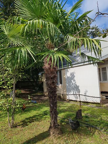 декор дерево: Dekorativ palma ağacı (Trachycarpus tipli fan-palma) Ölçüləri 3-6 metr