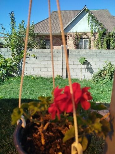 комнатные горшки для цветов: 🌿 Болмо гүлдөр сатылат 🌿 Ар түрдүү түрлөрү, арзан баада. 🌸 Үйүңүзгө