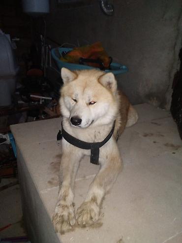 İtlər: Akita inu erkək 8aylıq - Cins: Şiba Inu tipli (orta ölçülü, qalın — 1