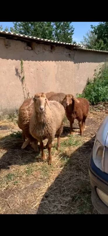 стрижки овец: Сатам | Козу | Арашан | Көбөйтүү үчүн | Токту