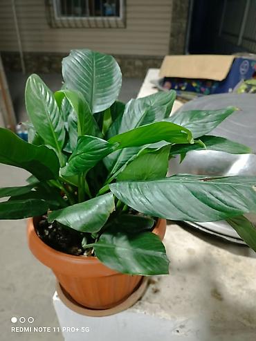 день сяпина: Спатифиллум (Spathiphyllum) в горшке - Пышный куст с крупными — 2