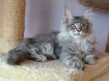 савана кошка: Порода: Мейн-кун (котенок/молодое животное на фото) Окрас: серебристый