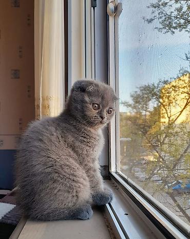 Кошки: Шотландская вислоухая — 3