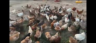 Quşlar: Kend colpasi təmiz heyət şəraitində bəslənir. Hazirlanir — 3