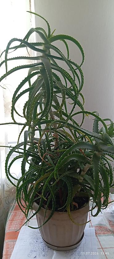 Комнатные растения: Комнатные суккуленты в горшках 1) Молочай тригона (Euphorbia — 3