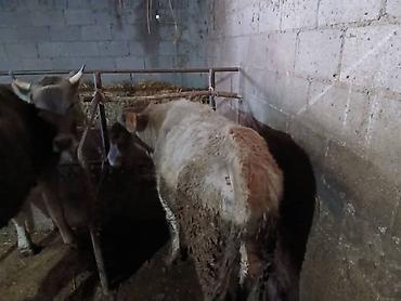 Коровы, быки: Продаю | Бык (самец) | На откорм | Племенные — 21