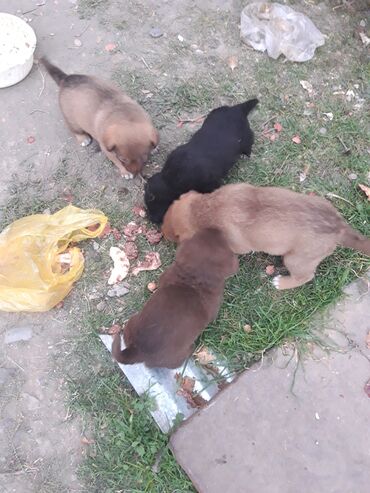 Toyuqlar: Məhsul: Zvanok balaları - Sevimli zvanok balaları şəkillərdədir -da lalafo.az — 10 Toyuqlar: Məhsul: Zvanok balaları - Sevimli zvanok balaları şəkillərdədir — 10