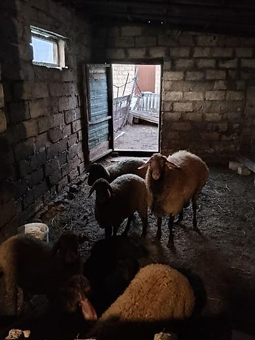 il: Erkək, il: 1, 50 kq, Damazlıq, Ünvandan götürmə — 3