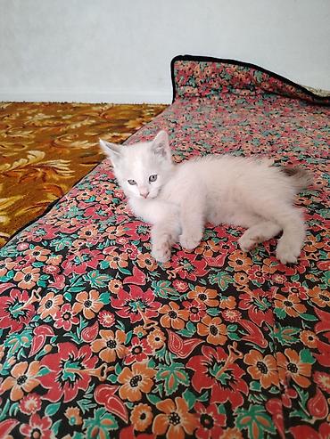 Отдам даром кошку: Котята домашние, короткошёрстные. Описание: - Возраст на фото — — 4
