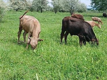 Коровы, быки: Продаю | Бык (самец) | На откорм — 14