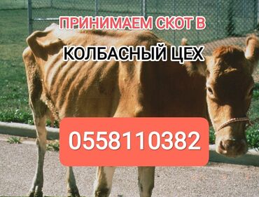 коты продажа: Куплю | Коровы, быки, Лошади, кони | Круглосуточно, Любое состояние, Забитый