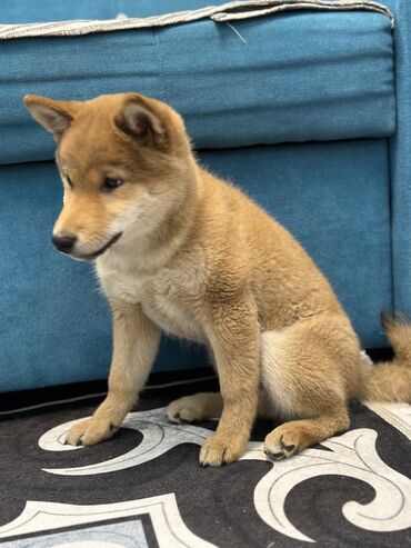 Продажа собак: Сиба-ину, 3 месяца, Самец, С прививкой — 2