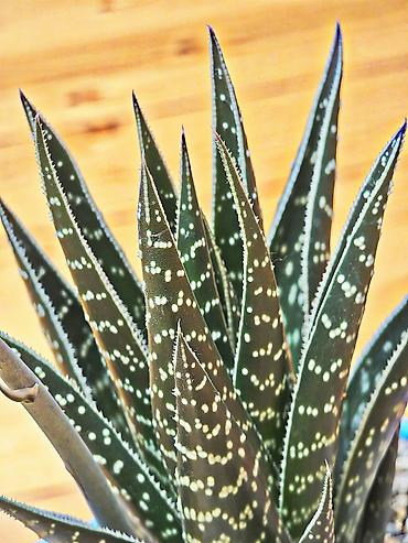 hilba bitkisi: Hibrid aloe "Tiki tahi". Ölçülər- hündürlük bitkinin özü 20 sm, qabla — 6