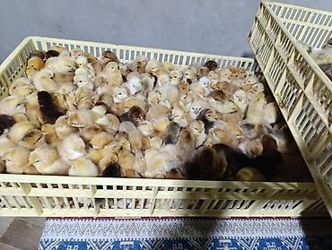 Cücələr: Sort cucelerin satisi 65-70 qepikden baslayir her nov satışda cuce — 8