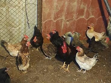 ucuz toyuq satisi: 🐔 YUMURTUYAN TOYUQLAR SATILIR! 🥚 10 ədəd yumurtuyan toyuqdur. Toyuqun — 2