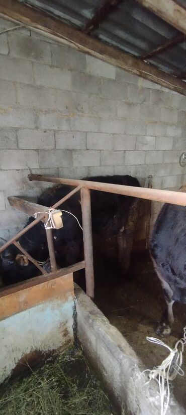 Коровы, быки: Продаю | Бык (самец) | Швицкая | Осеменитель — 6