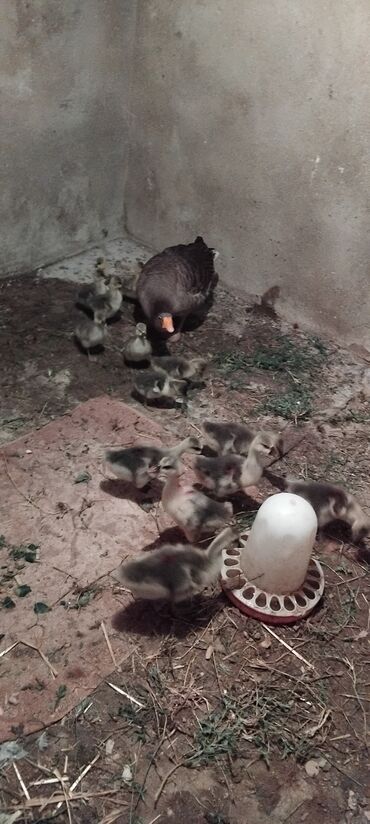 5 boyuk qaz 14 balasi balanin 6 si 20 gunukdu 8 de 7 gunukdu tam