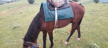 at nalı satışı v Azərbaycan | Heykəlciklər: At satilir 5 yaşi var lerik Rayon cayrud kendinde reyal alicilar