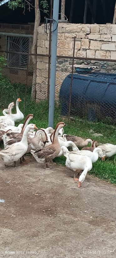 linda qaz balasi: Dişi, | Xolmogor, Linda, Damazlıq, Ünvandan götürmə