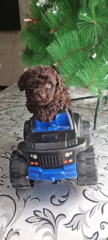 İtlər: Pudel, 2 ay, Dişi — 5